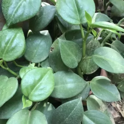 Piper Peperomia Plant