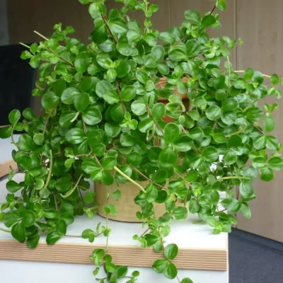 Piper Peperomia Plant