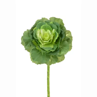 Ornamental Cabbage (Kale green) Plant