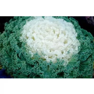 Ornamental Cabbage (Kale green) Plant