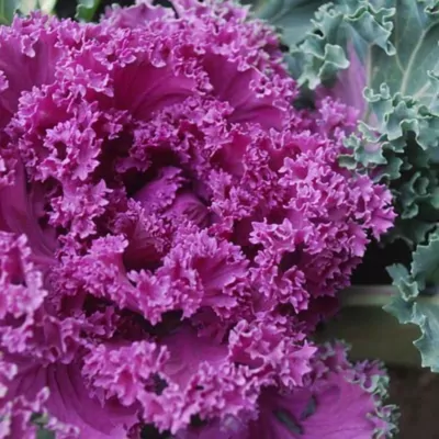 Ornamental Cabbage (Kale purple) Plant