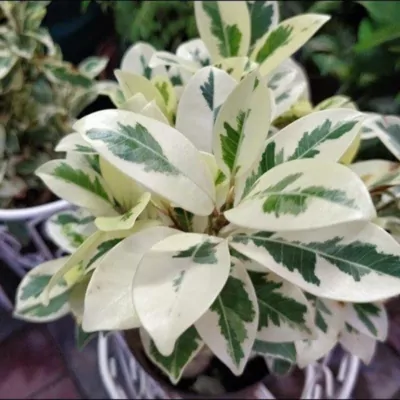 Ficus Safari Plant (benjamina)