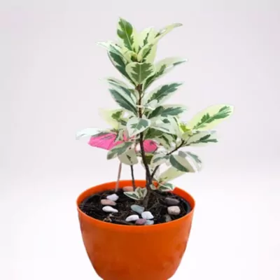 Ficus Safari Plant (benjamina)