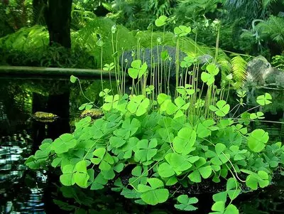 Clover fern plant (Marsilea macropoda)