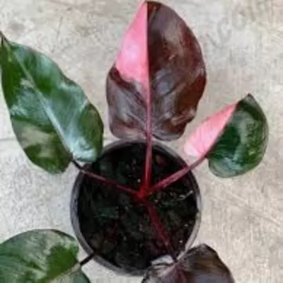 Philodendron Pink Princess  plant.