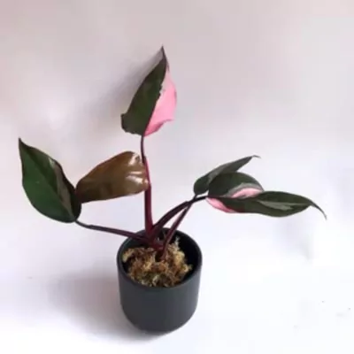 Philodendron Pink Princess  plant.