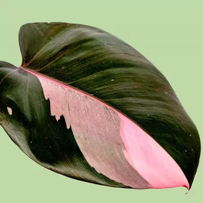 Philodendron Pink Princess  plant.