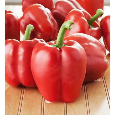 Capsicum red  queen Seeds