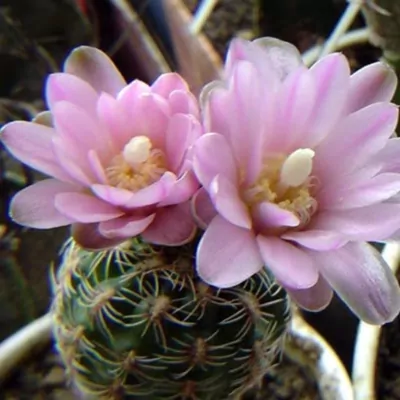 Gymnocalycium Bruchii Cactus Plant