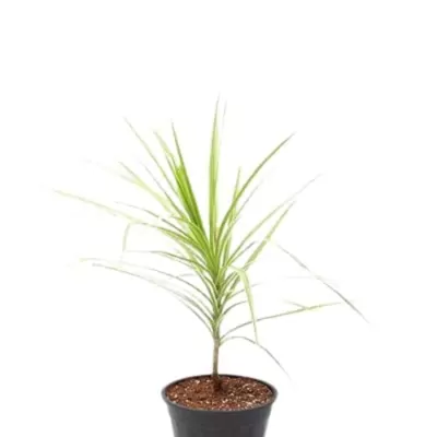 Dracaena marginata Plant