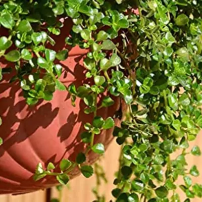 Baby's tears (Soleirolia soleirolii) Plant