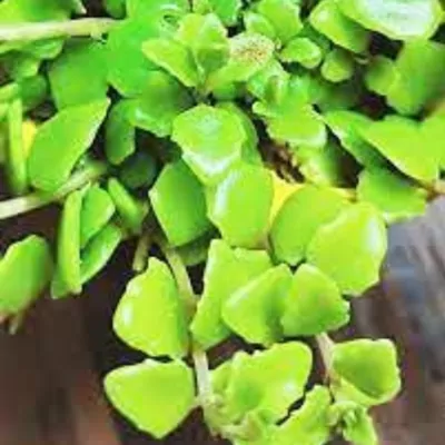 Tangled Heart (Plectranthus prostratus) Plant