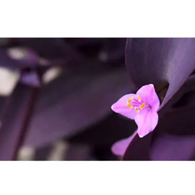 Purple Heart (Tradescantia pallida)  Plant