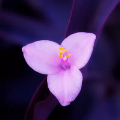 Purple Heart (Tradescantia pallida)  Plant