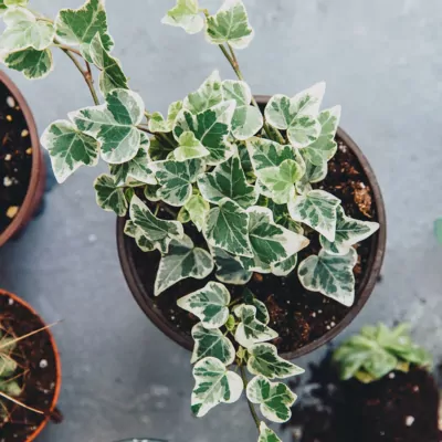 English ivy (Hedera helix) Plant