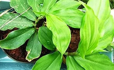 Insulin Medicinal Plant (Costus igneus)