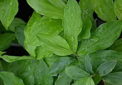 Insulin Medicinal Plant (Costus igneus)