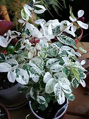 Snow bush (Breynia disticha) Plant