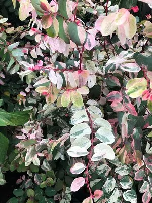 Snow bush (Breynia disticha) Plant