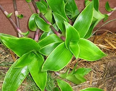 Basket (Callisia fragrans) hanging Plant