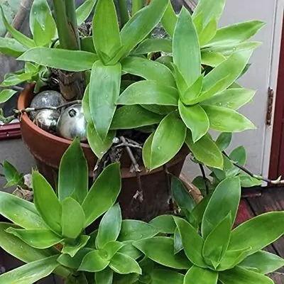 Basket (Callisia fragrans) hanging Plant