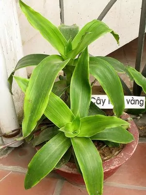 Basket (Callisia fragrans) hanging Plant