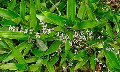 Basket (Callisia fragrans) hanging Plant