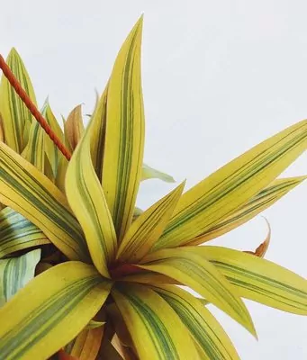 Rhoeo Golden (Spathacea Sitara) Plant