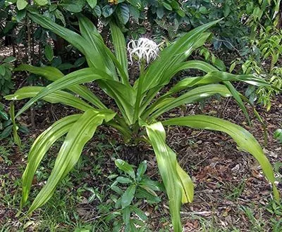 Crinum Swamp Lily Plant (Pedunculatum)