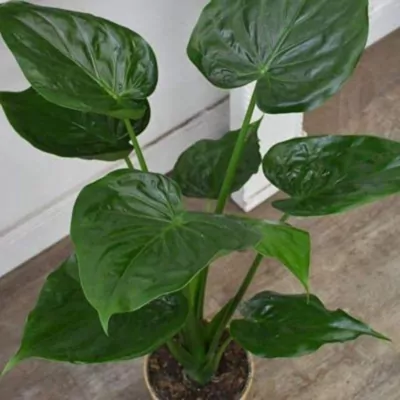 Alocasia Cucullata (Buddha’s Palm) Plant