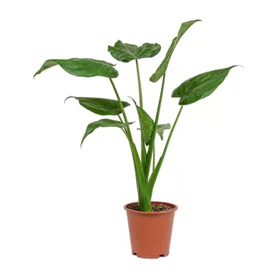 Alocasia Cucullata (Buddha’s Palm) Plant