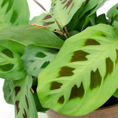 Maranta leuconeura Prayer Plant