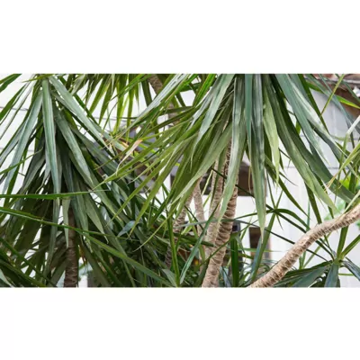 Dracaena marginata Plant