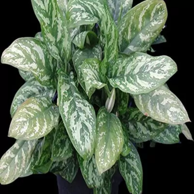 Aglaonema Commutatum Malay Beauty  Plant