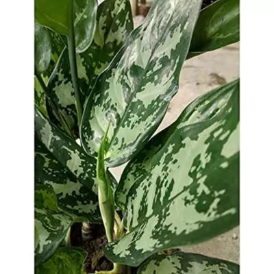 Aglaonema Commutatum Malay Beauty  Plant