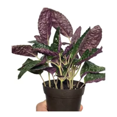 Purple Waffle (Hemigraphis alternata) Plant