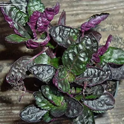 Purple Waffle (Hemigraphis alternata) Plant