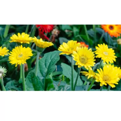 Gerbera Daisy (Yellow) Plant