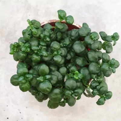 Bubble Plant