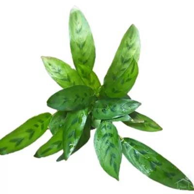 Calathea Leopardina Plant