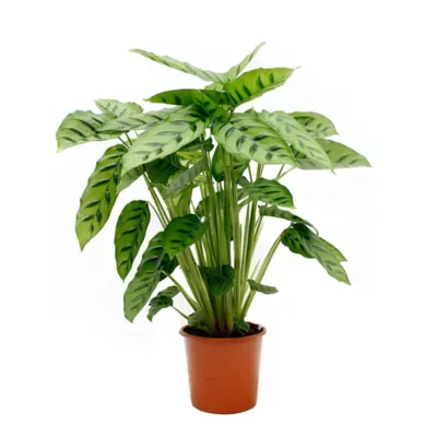 Calathea Leopardina Plant