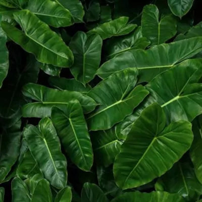 Philodendron Burle Marx Plant