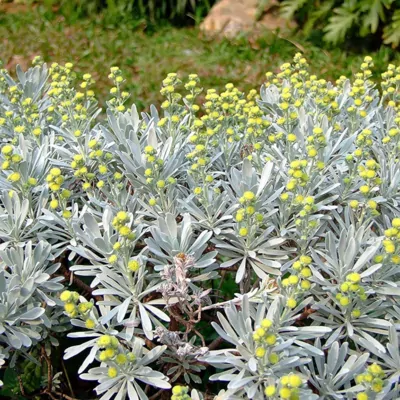 Crossostephium Plant (Chinease Wormwood)