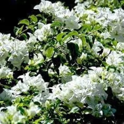 Bougainvillea plant  (white) 