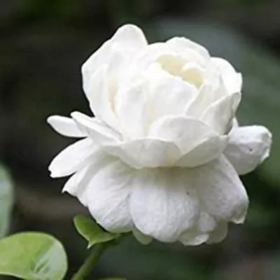 Bougainvillea plant  (white) 