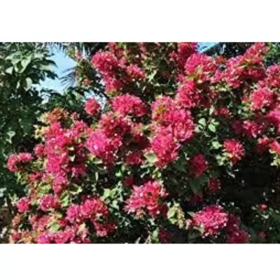 Bougainvillea plant  (Pink) 