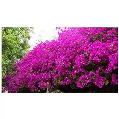 Bougainvillea plant  (Pink) 