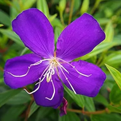 Melastoma malabathricum plant (purple)