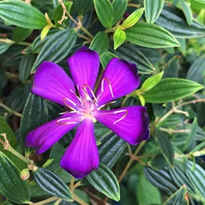 Melastoma malabathricum plant (purple)