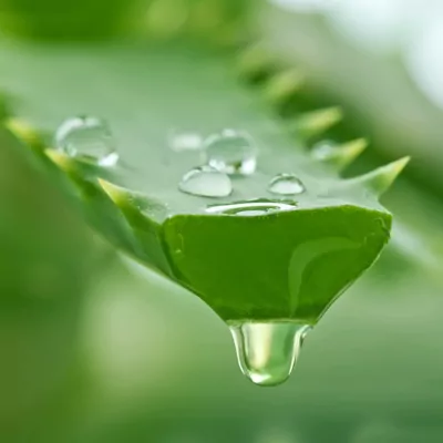 Aloe vera  plant